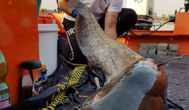 casasiluo_wallerfischen-welscamp-wallercamp-am-po_boote_acqvaboat_f600_orange4